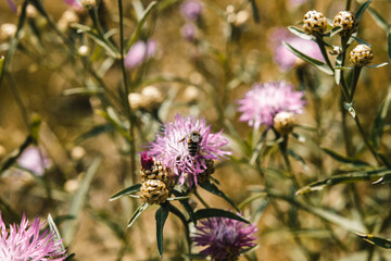 Insect on a flower