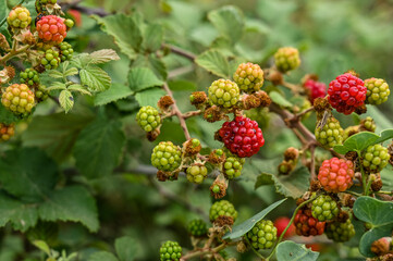 Unripe blackberries green and red, wild fruits blackberries on a branch.