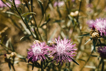 Insect on a flower