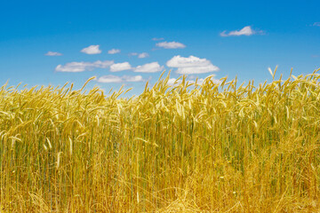 Obraz premium CAMPO DE CEREAL CON CIELO AZUL Y NUBES BLANCAS