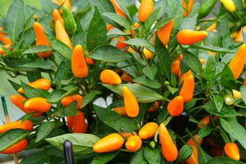 Bright orange color of fresh and hot peppers