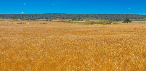 CAMPO DE CEREAL CON CIELO AZUL Y NUBES BLANCAS
