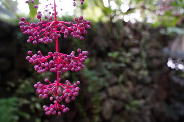 Medinilla speciosa at botanical garden in Tokyo, Japan. They look like grape.