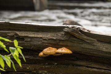 mushrooms grow from an old stump by the river