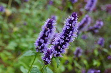 Blue Rusty Foxgloves flower, an upright perennial plant