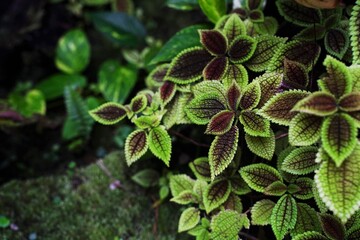 Pilea moon valley, green grass in botanical garden in Tokyo, Japan.