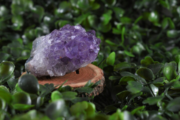 Different stones and minerals on wooden discs on a green background of leaves