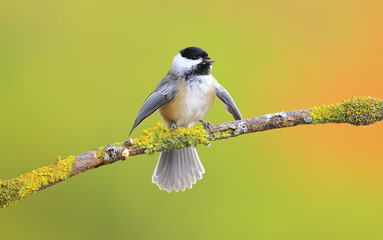 Obraz premium Black-capped chickadee has food on its beak perching with open wings against green background