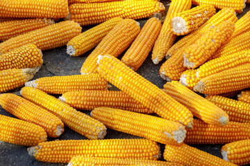 ripe yellow corn dries in the sun, a lot of corn