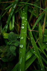 Krople deszczu na liściach trawy