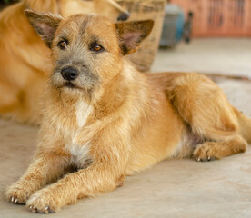 Obraz na płótnie Canvas Thai brown dog resting on the cement floor