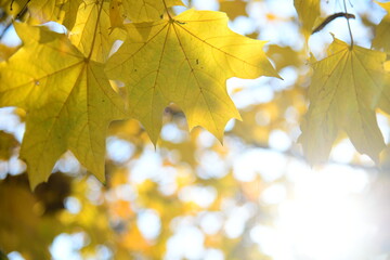 Yellow and orange leaves of maple in the sunny light on a background blue sky