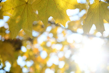 Naklejka na ściany i meble Yellow and orange leaves of maple in the sunny light on a background blue sky