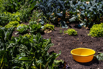 Vegetables been cultivated at an organic orchard