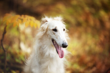 Beautiful russian borzoi dog in the forest in fall. Close-up of gorgeous and elegant dog breed...