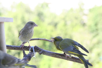 Greenfinch