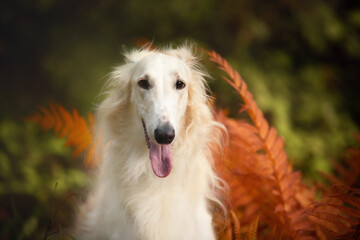Beautiful russian borzoi dog in the forest in fall. Close-up of gorgeous and elegant dog breed russian wolfhound