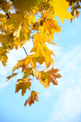 Fototapeta na wymiar Yellow and orange leaves of maple in the sunny light on a background blue sky