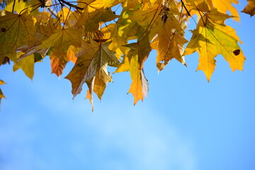 Yellow and orange leaves of maple in the sunny light on a background blue sky