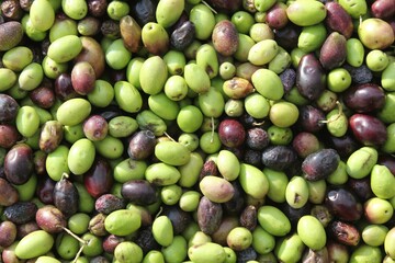 Harvested olives unloaded from truck to press hopper in olive oil mill in the outskirts of Athens in Attica, Greece.