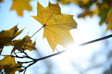 Yellow and orange leaves of maple in the sunny light on a background blue sky