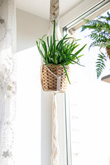 Close up handmade macrame for flowers, hanging near the window. Indoor plants, a hobby, love of plants. Home decoration concept.