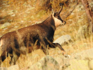 Chamois