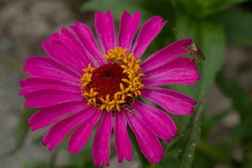 Obraz premium Pink flower Close up for background