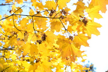 Yellow and orange leaves of maple in the sunny light on a background blue sky