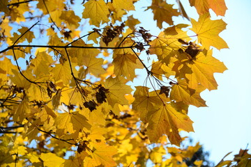 Yellow and orange leaves of maple in the sunny light on a background blue sky