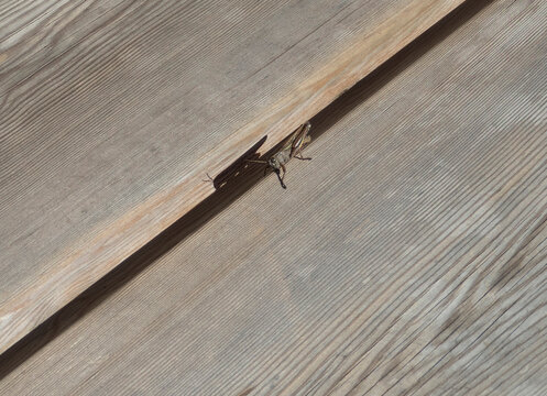 a grasshopper on the bank of my town