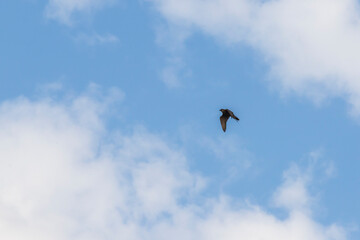 Falcon in flight in the blue sky. Sokol is wearing a walkie-talkie.