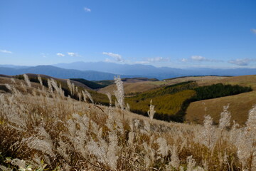 野原に咲く薄