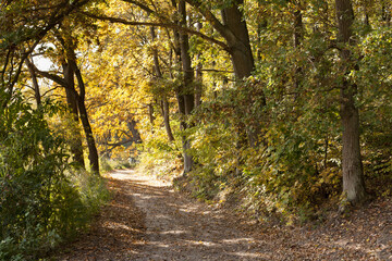 Fototapeta na wymiar Leśna droga w jesiennym ciepłym słońcu