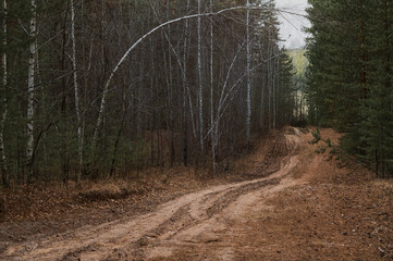 trees in the forest in autumn