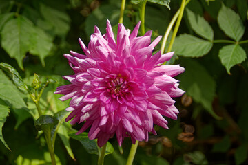 Dahlia à grande fleur