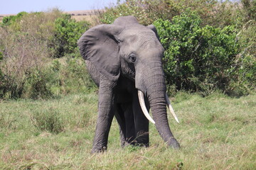 Obraz premium African elephant in Masai Mara, Kenya