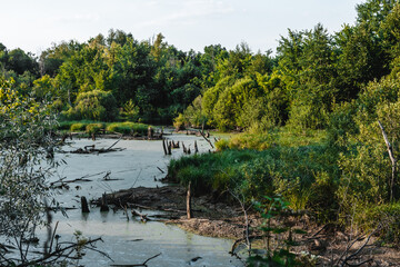 dry swampy river in a wild place