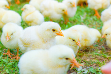 かわいいたくさんのヒヨコ