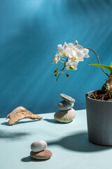 White orchid flower in concrete pot on blue background. Creative still life.
