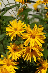 blühender Gelber Sonnenhut, Blumen, Deutschland