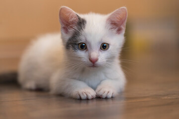 Little white kitten - portrait of a kitten lying on the ground.