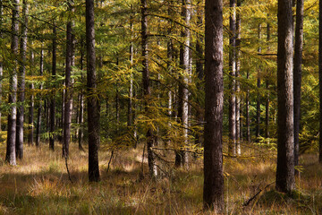 A forest with Larch trees and Purple Moor Grass in autumn colors
