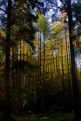 View through a dark forest on a dense, impenetrable forest of young Larch trees in autumn