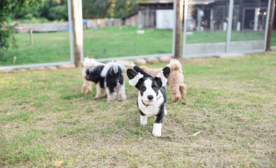 black and white speckled pembroke corgi with sent ears playing with apricot-colored toy poodles.