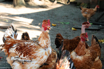chicken or rooster's eye close-up, play of light, red scallop, domestic chickens
