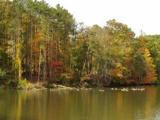 autumn trees reflected in water