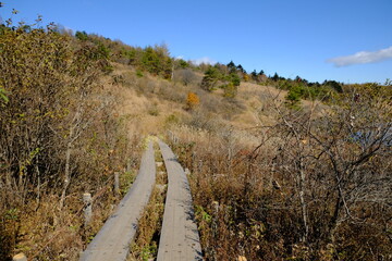 自然の中にある歩道
