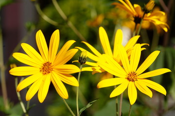 blühender Gelber Sonnenhut, Blumen, Deutschland