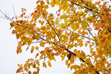 autumn leaves against blue sky